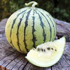 Cream of Saskatchewan watermelon Fruit Seeds